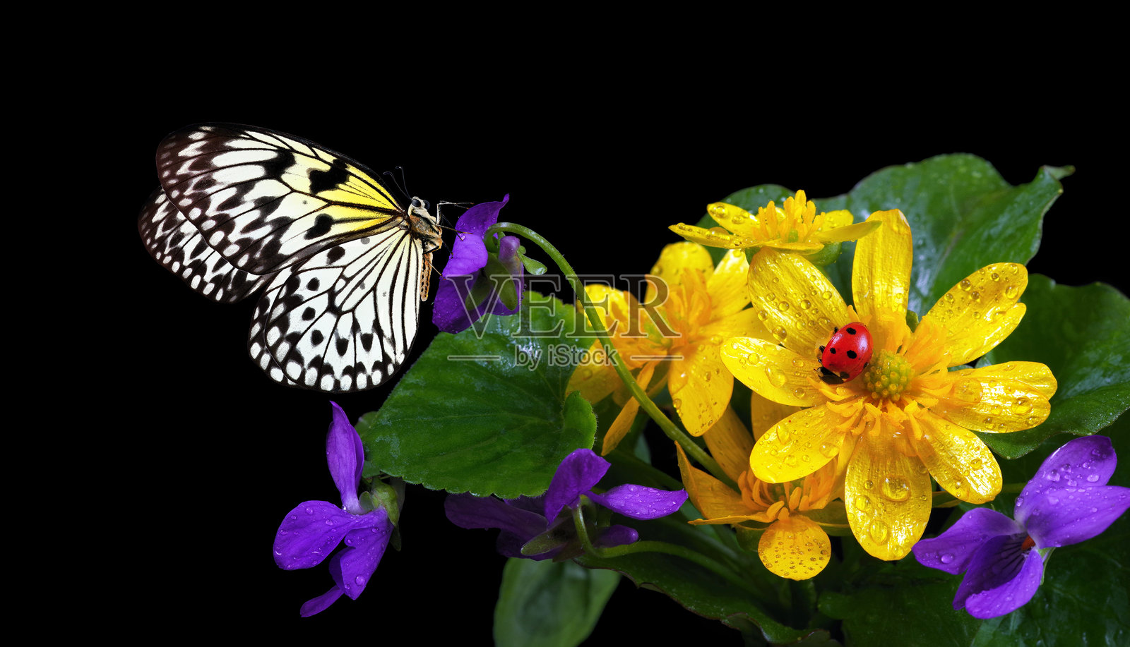 水边金盏花和紫罗兰。色彩斑斓的宣纸蝴蝶，鲜红的瓢虫在春天的花朵上。春天的花朵和蝴蝶在黑色背景上独立展示。照片摄影图片