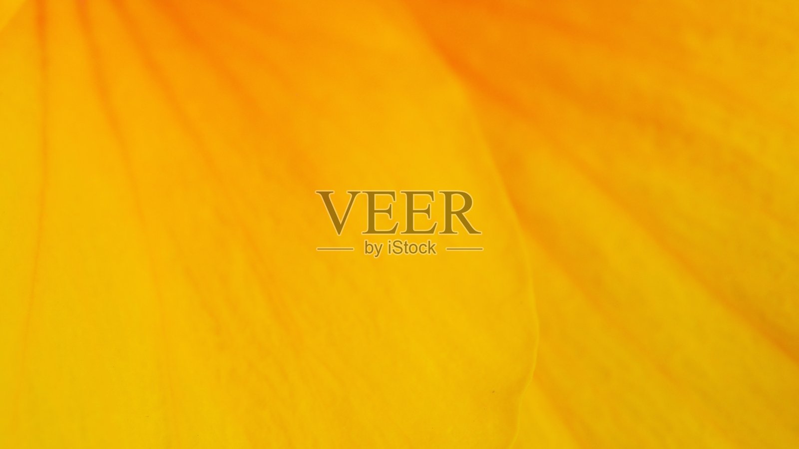 一朵黄色花瓣的特写镜头，展示了柔和的纹理和温暖色调的细微渐变。近距离的视角突显了花瓣的精致细节和自然图案。照片摄影图片