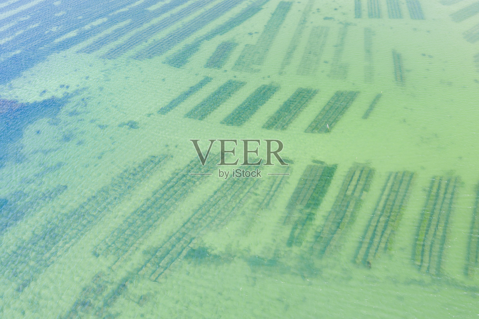 法国布列塔尼莫尔比汉省圣菲利贝尔的夏季阳光明媚的日子里，牡蛎养殖。照片摄影图片