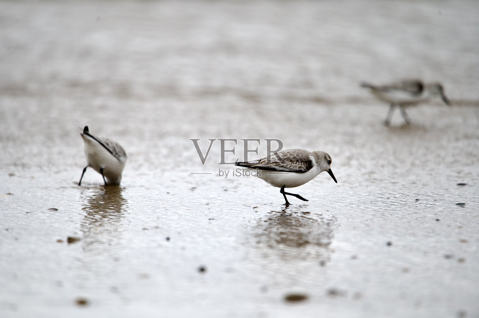 沙丘鹬在海岸线上觅食照片摄影图片