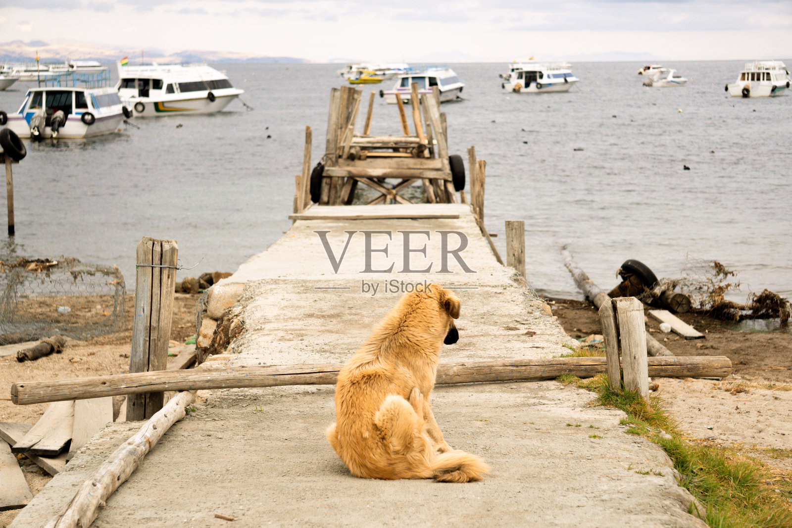 孤独的流浪狗在玻利维亚科帕卡巴纳的湖岸边凝视提提卡卡湖，周围是宁静的风景照片摄影图片