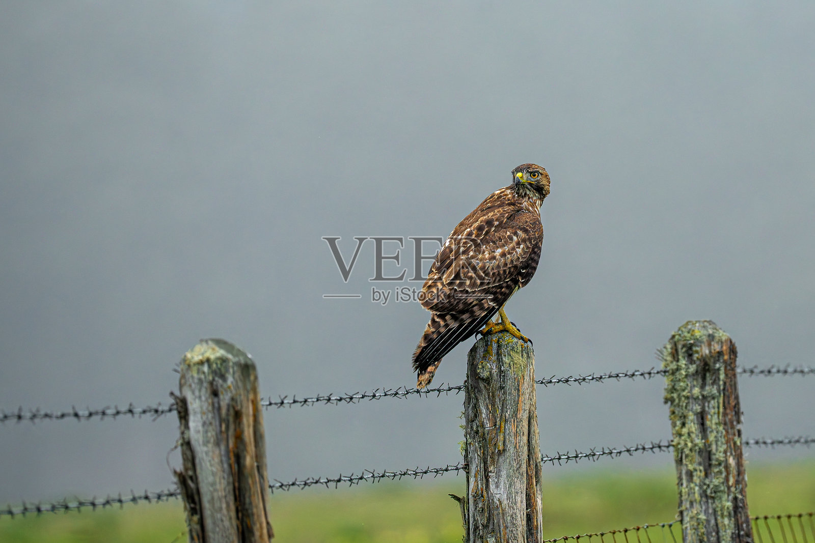 红尾鹰照片摄影图片