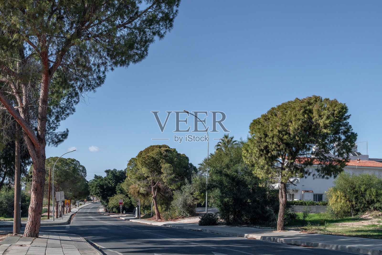 塞浦路斯帕福斯街道上的异国情调的棕榈树。路边的常青棕榈树林。照片摄影图片