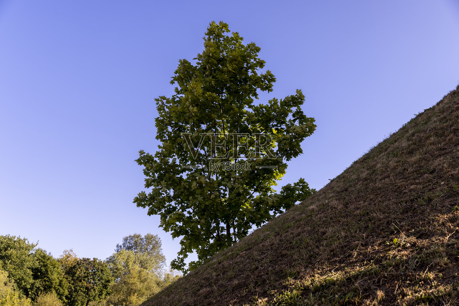 公园里的树木在夏天阳光明媚。照片摄影图片