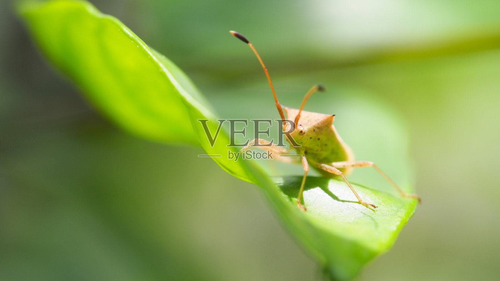 绿叶上的稻臭虫 - 适合自然和野生动物摄影项目照片摄影图片