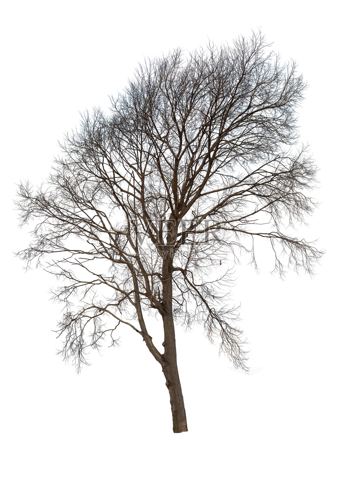 一棵孤立在白色背景上的大光秃干枯树。照片摄影图片
