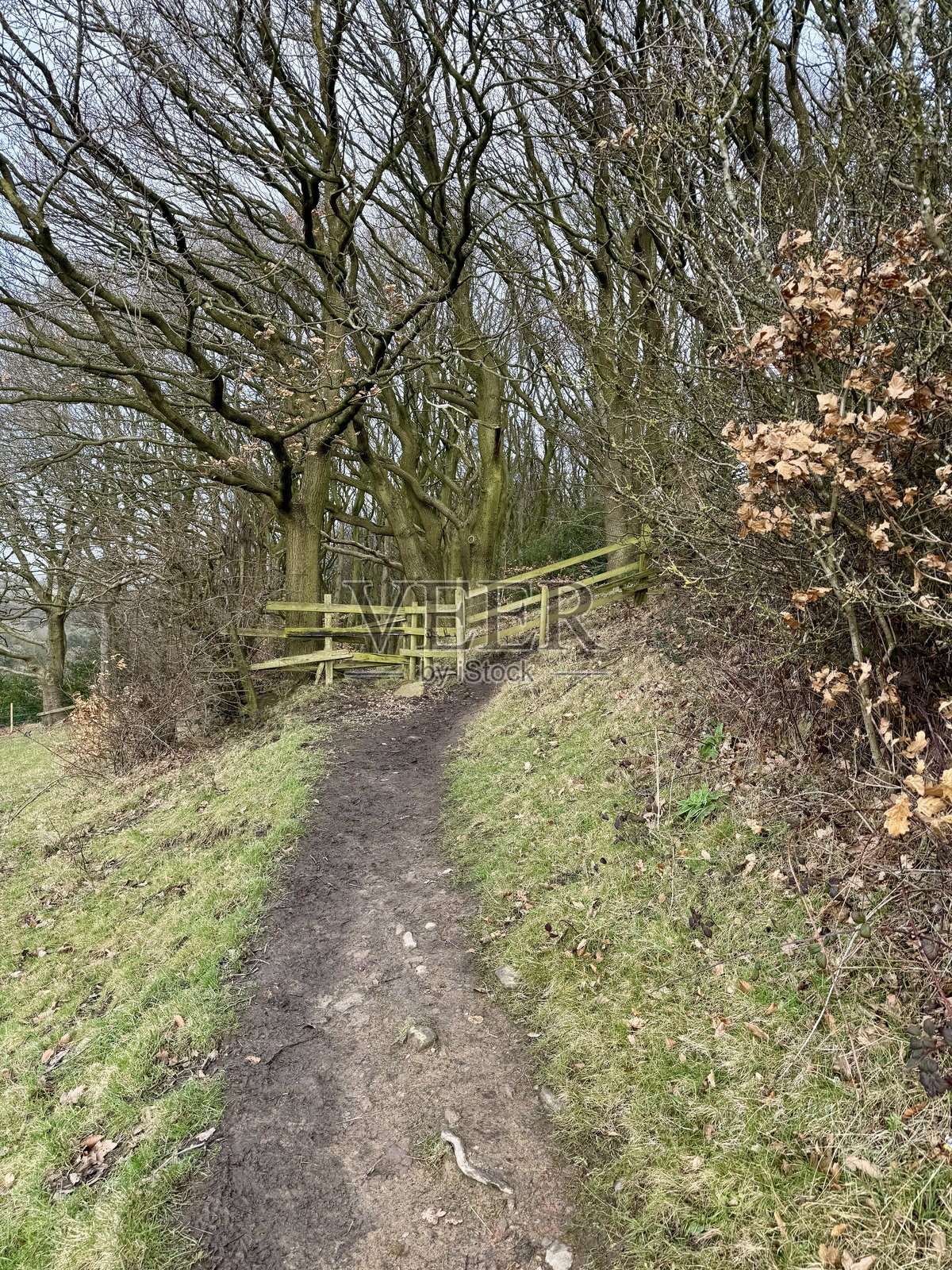 早春的迷人林间小径照片摄影图片