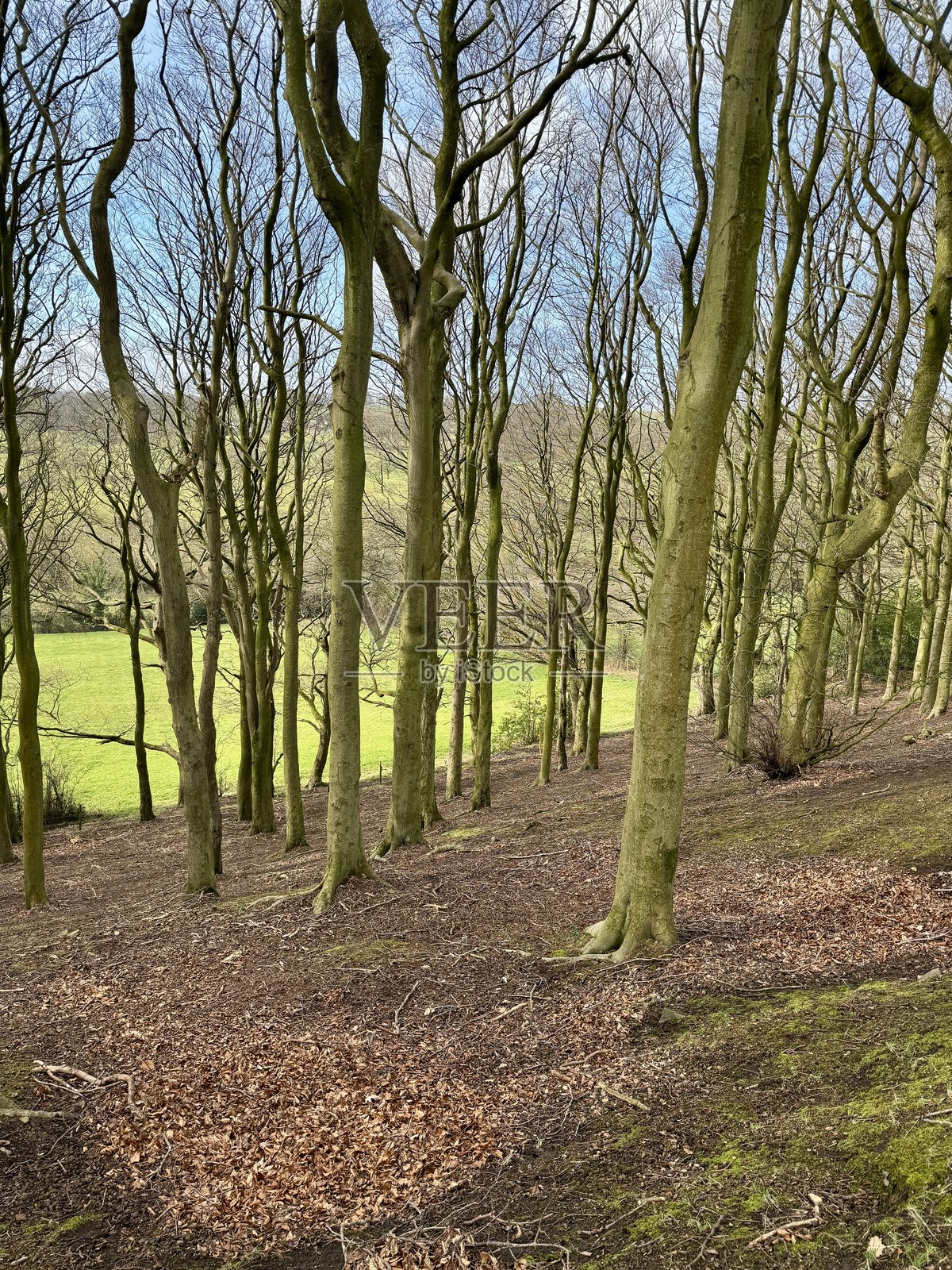 冬季树木俯瞰起伏的乡村照片摄影图片