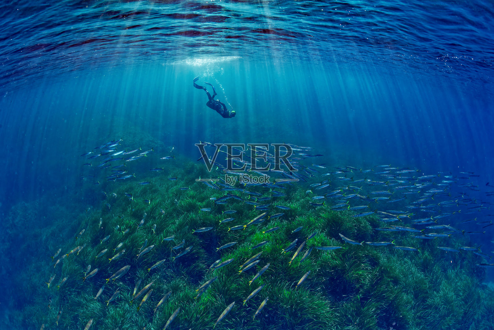 自由潜水员与地中海梭鱼（卡博德加塔海洋保护区）西班牙照片摄影图片