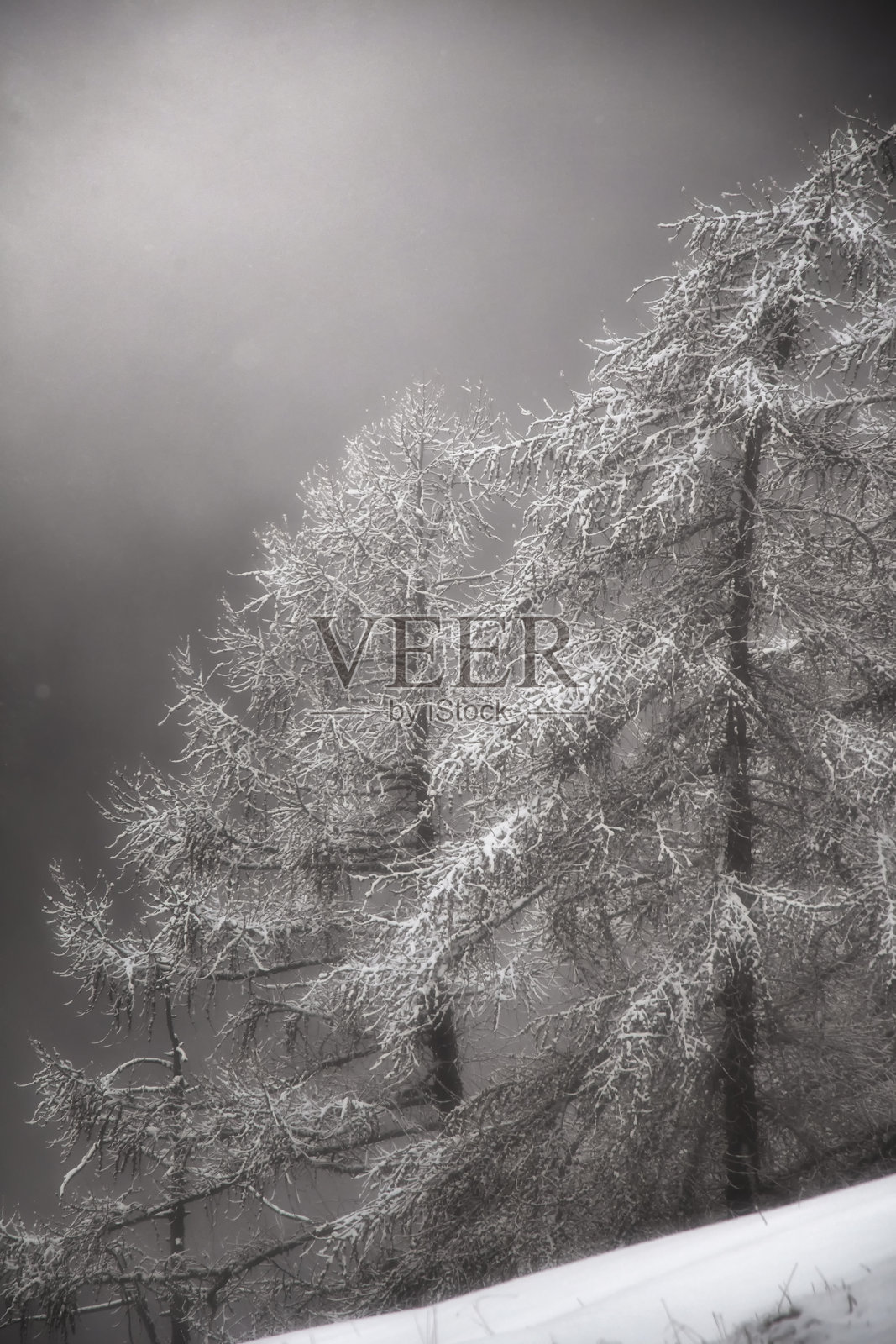 树木照片摄影图片