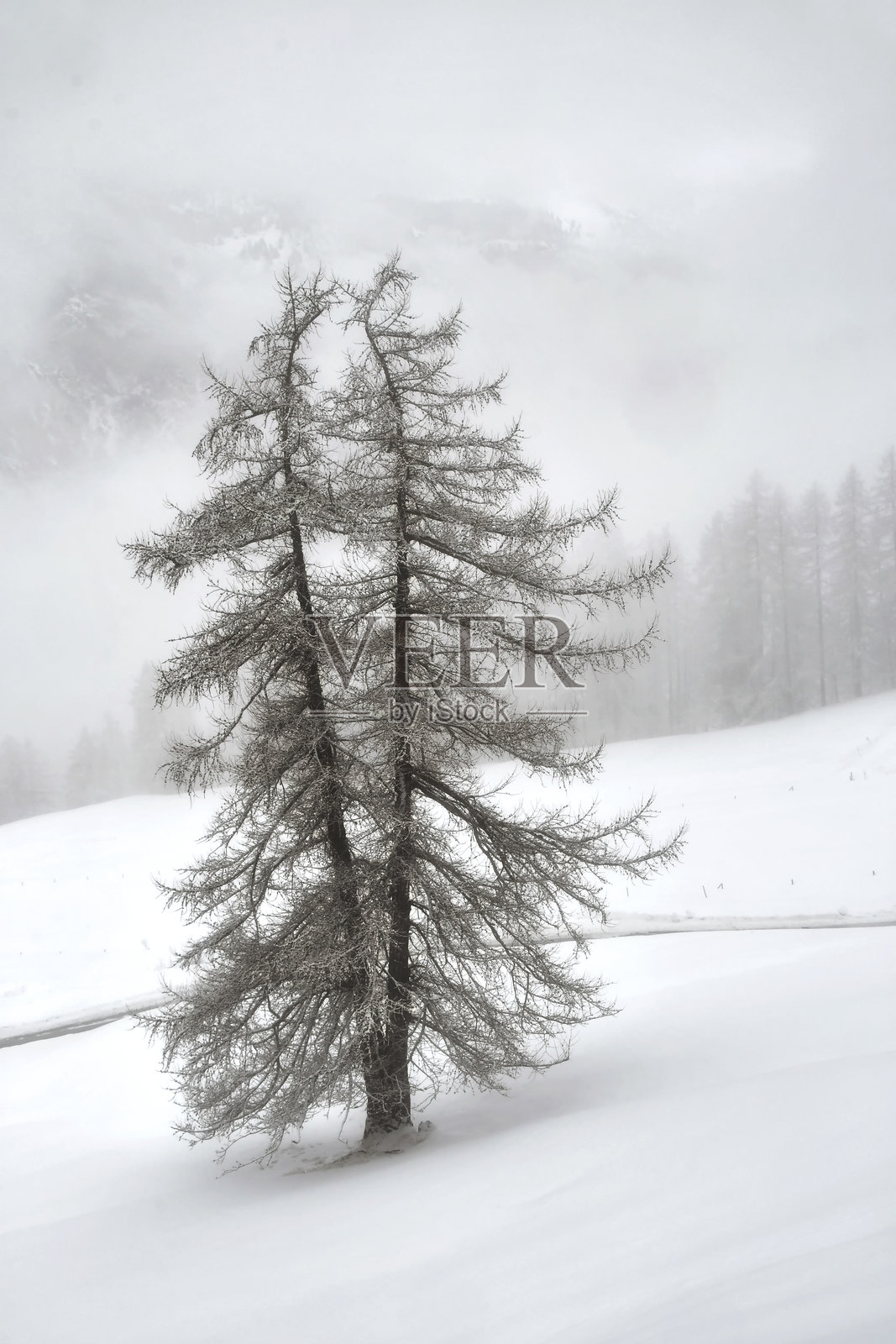树木照片摄影图片