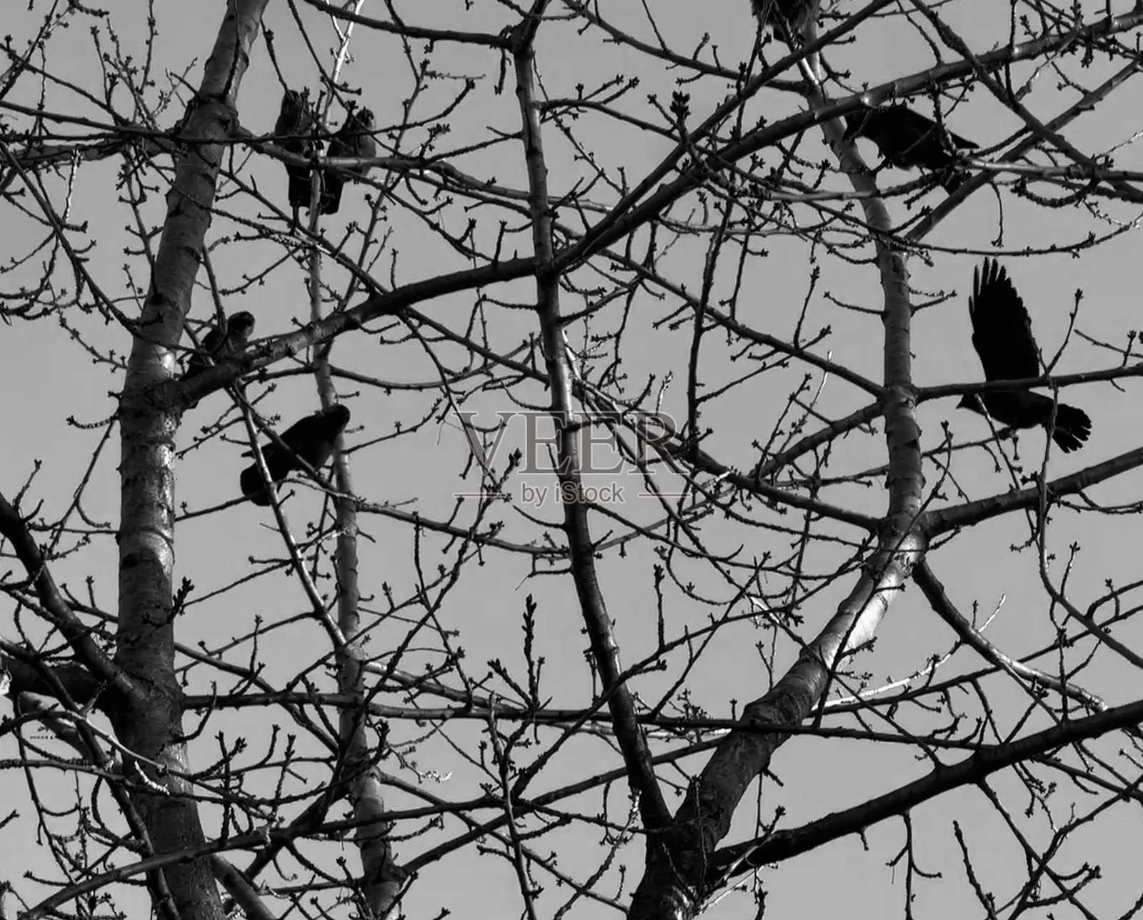 乌鸦的主题照片摄影图片