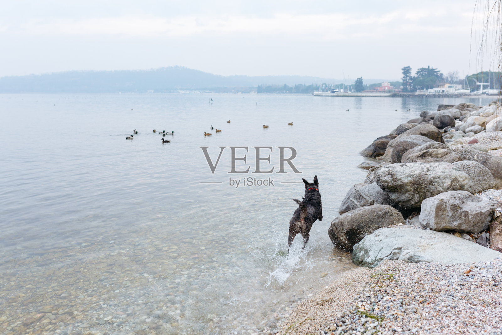 一只狗在浅水中奔跑，追逐鸭子。照片摄影图片