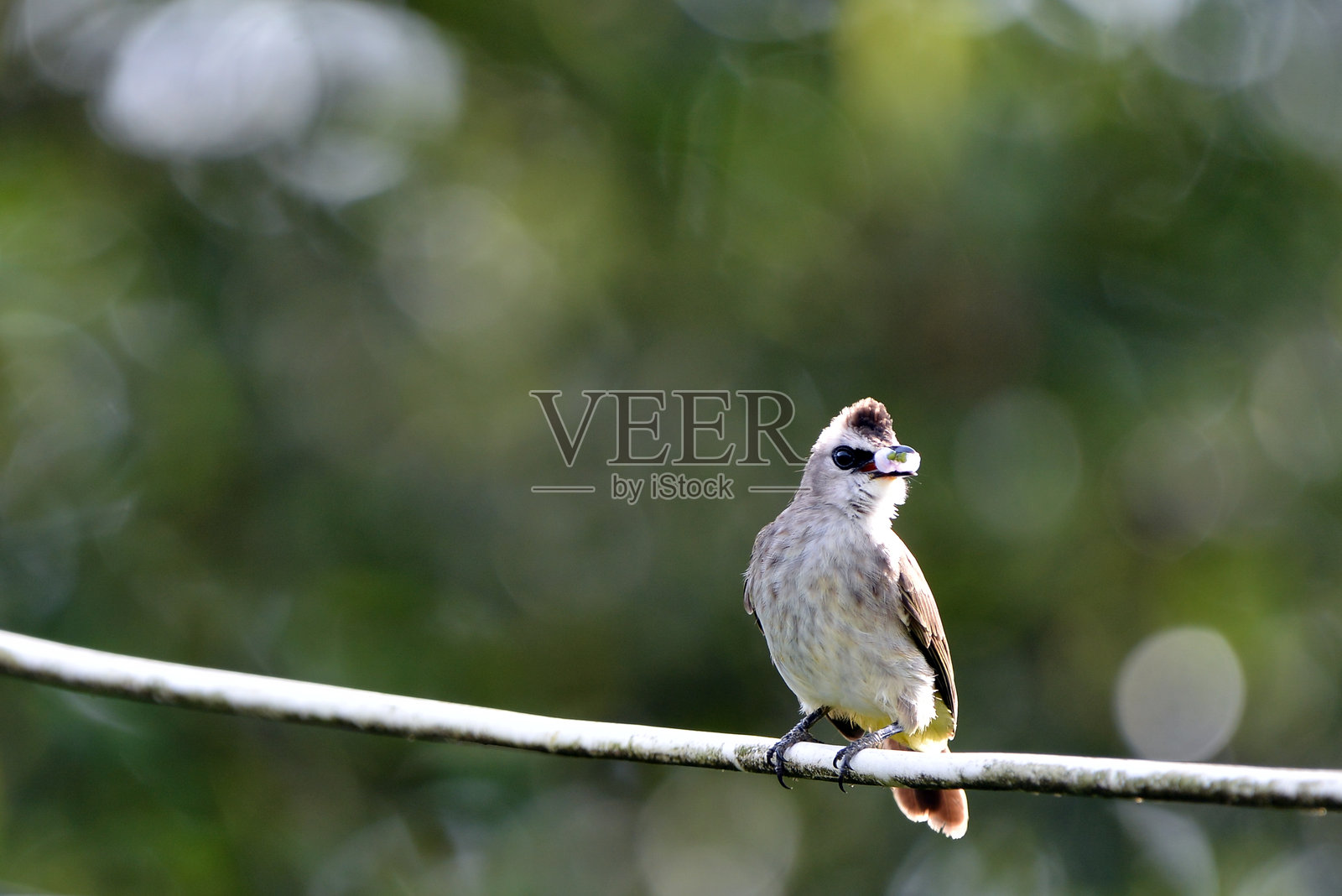 黑头鹎照片摄影图片