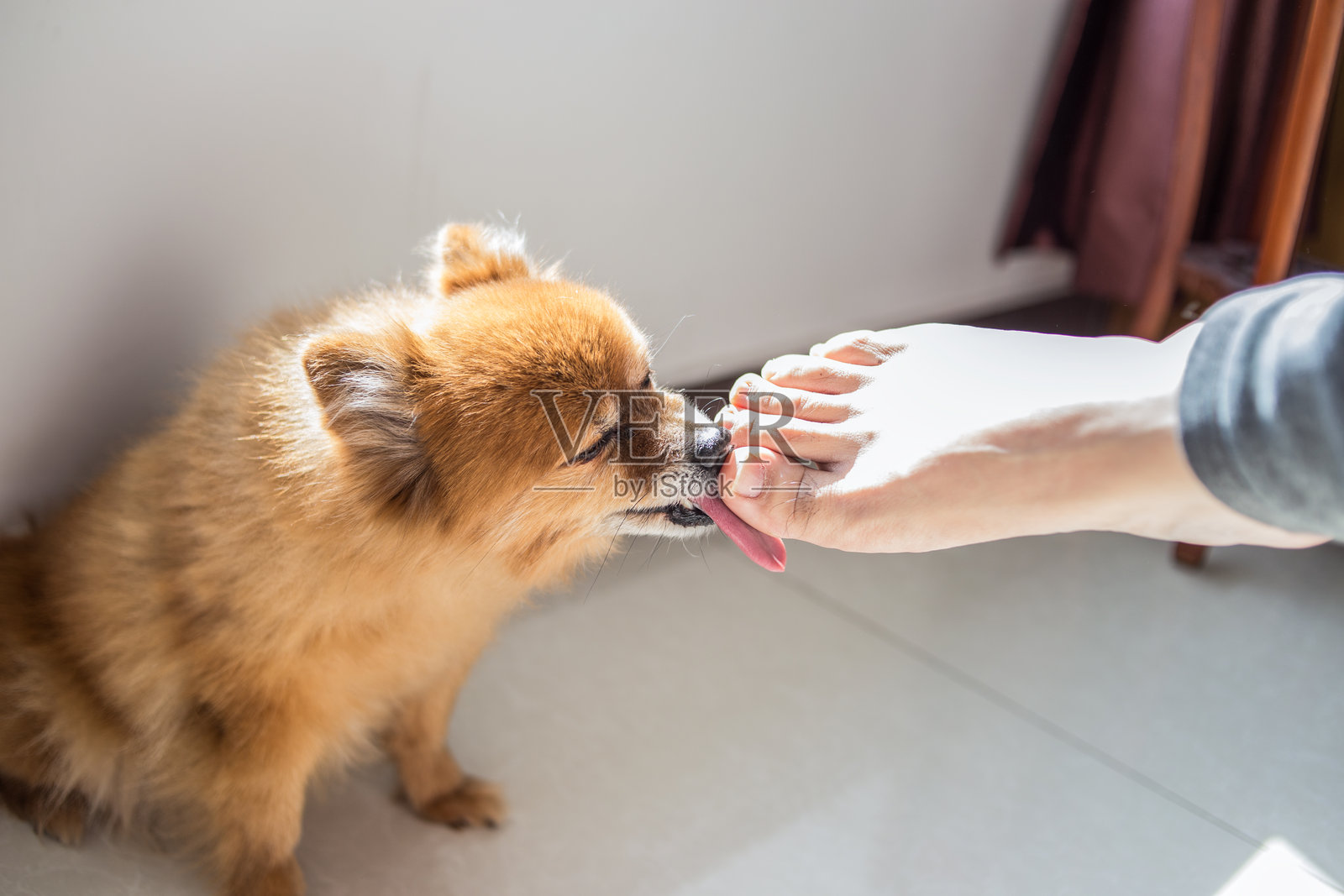 狗舔脚照片摄影图片