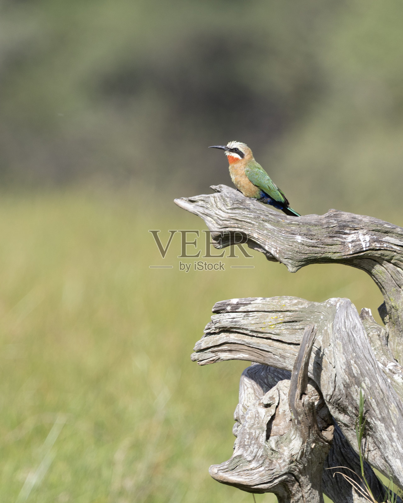 白额蜜蜂吃鸟，梅罗普斯·布洛克伊德斯，阿鲁沙国家公园，坦桑尼亚照片摄影图片