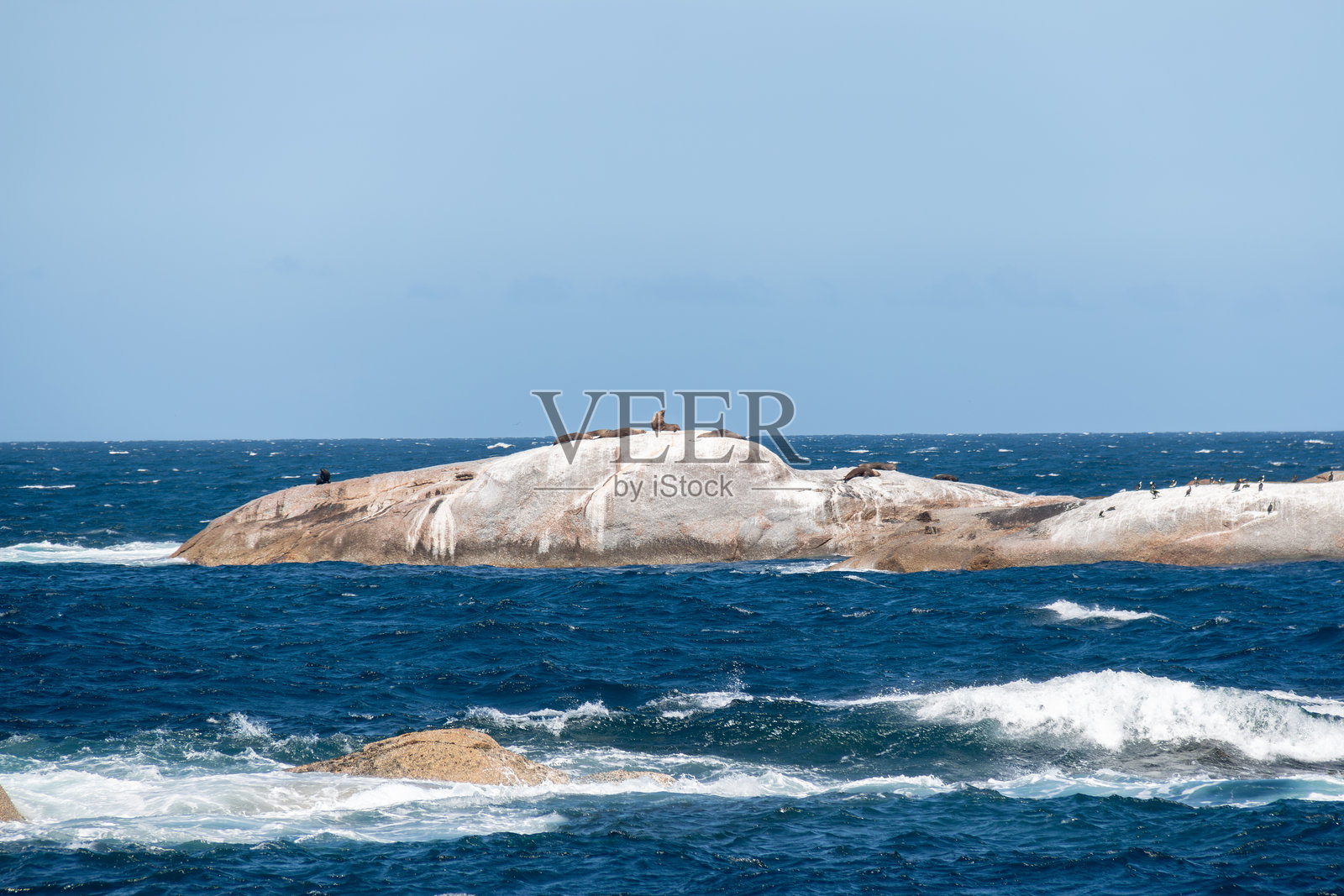 比切诺海岸的州长岛海洋保护区中的海狗照片摄影图片