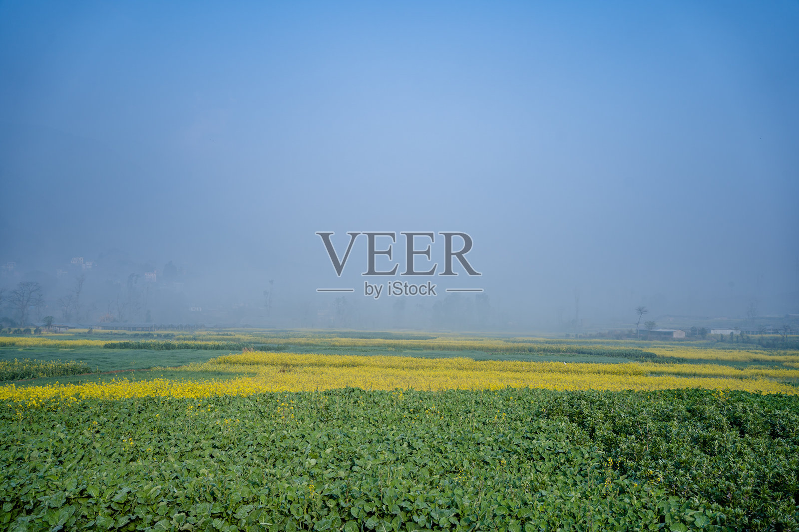 尼泊尔盛开的油菜花田。照片摄影图片