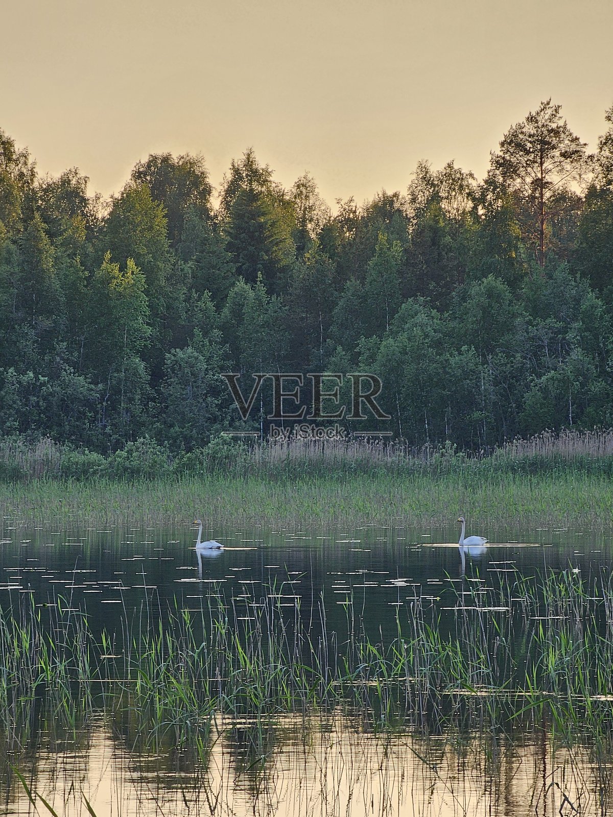 天鹅照片摄影图片