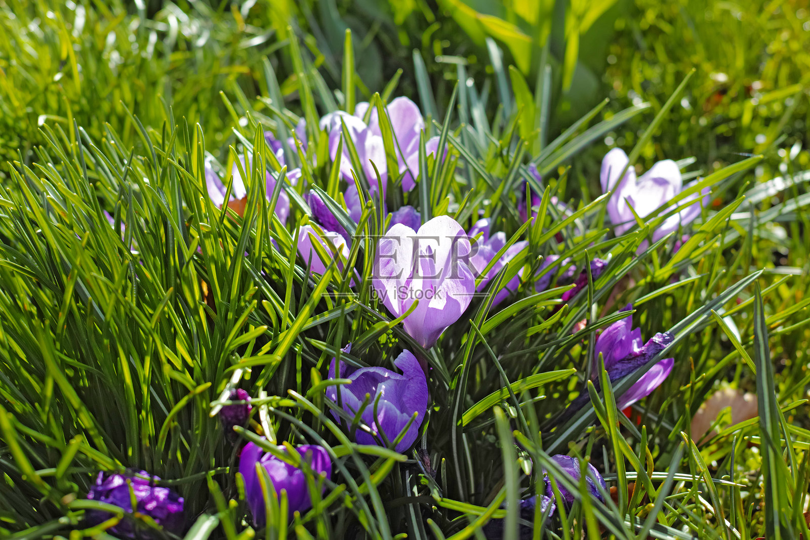 美丽的草地场景，紫色的番红花在郁郁葱葱的绿草中盛开照片摄影图片