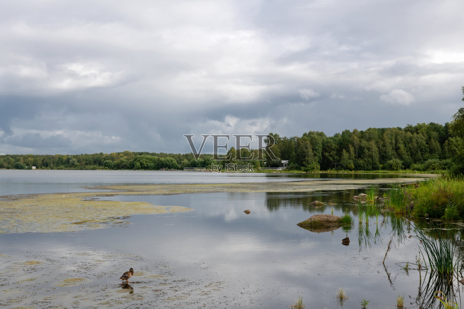 沙尔塔什森林公园的沙尔塔什湖上的野鸭。叶卡捷琳堡照片摄影图片