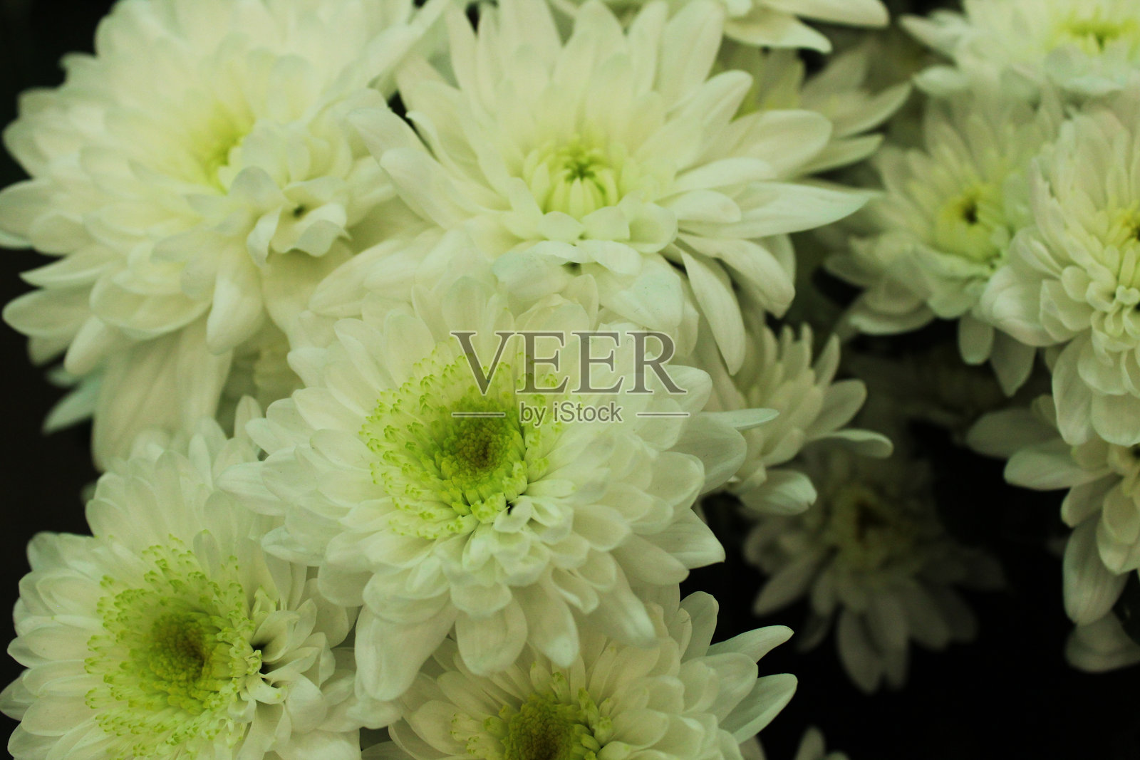 白色菊花，中心为绿色，适合制作花束的丰盈花朵照片摄影图片