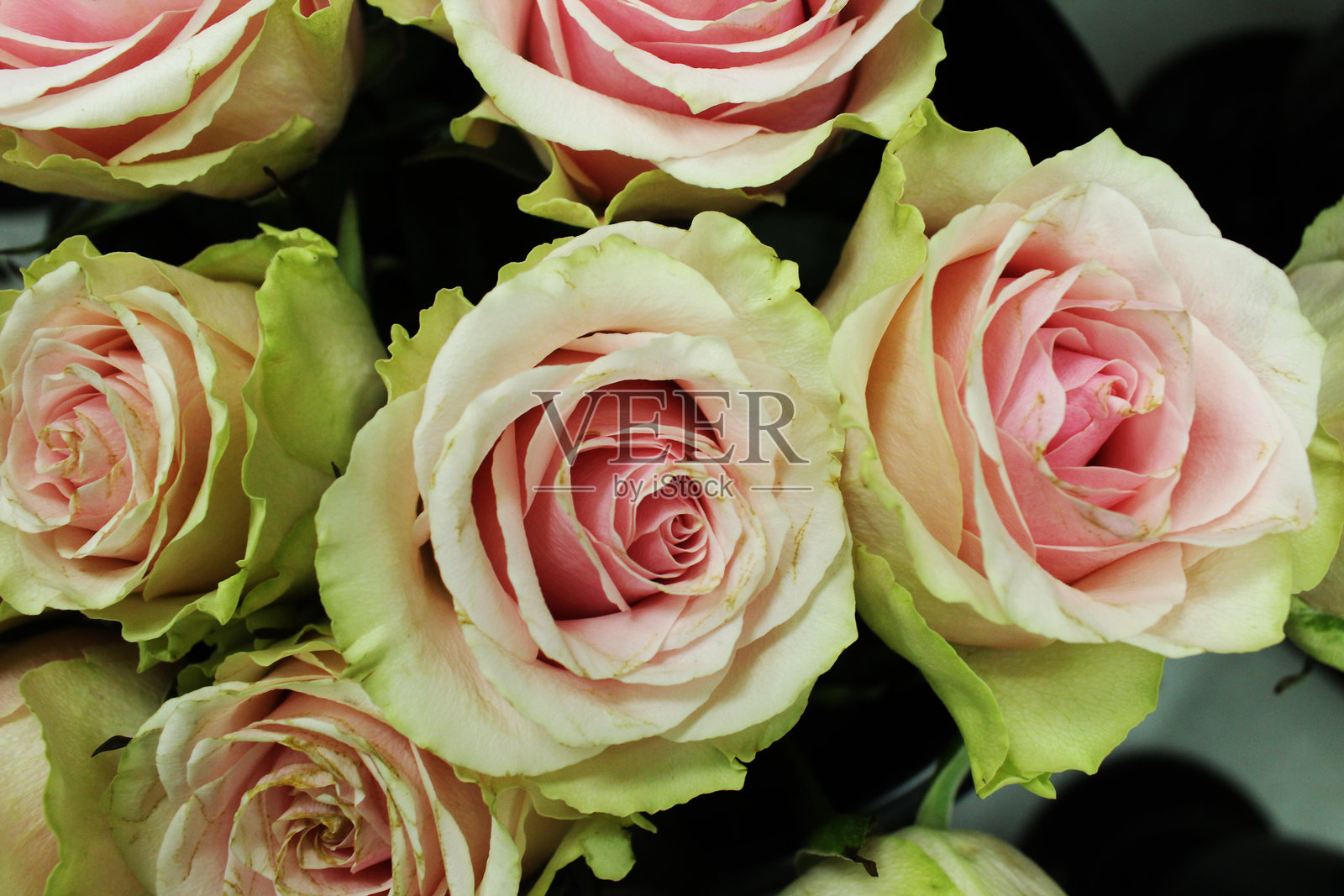 白色粉色玫瑰特写。玫瑰的多种品种照片摄影图片