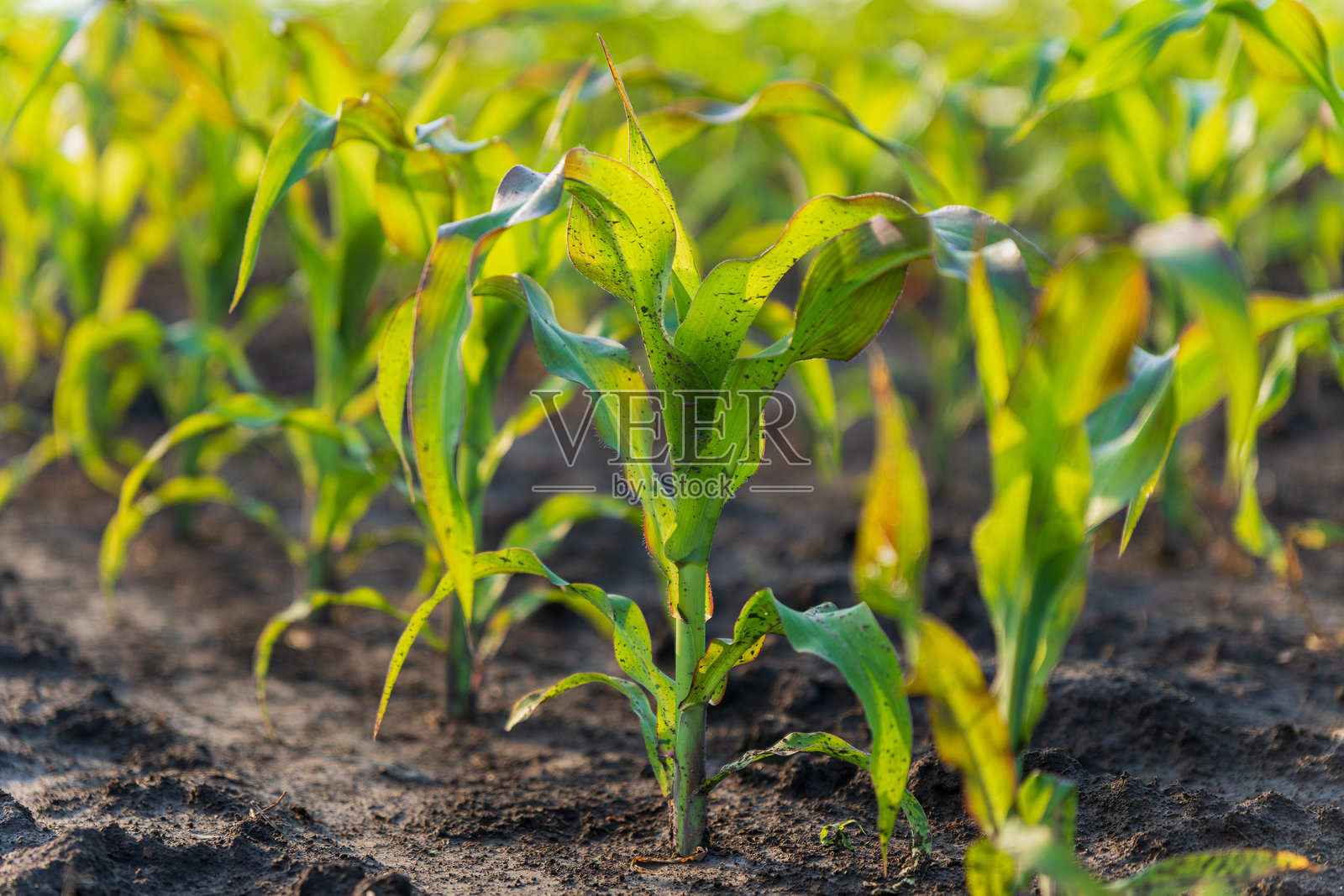 年轻的玉米苗在肥沃的土壤中茁壮成长，沐浴在清晨的阳光下，展现出鲜艳的绿色叶子和生长潜力。照片摄影图片