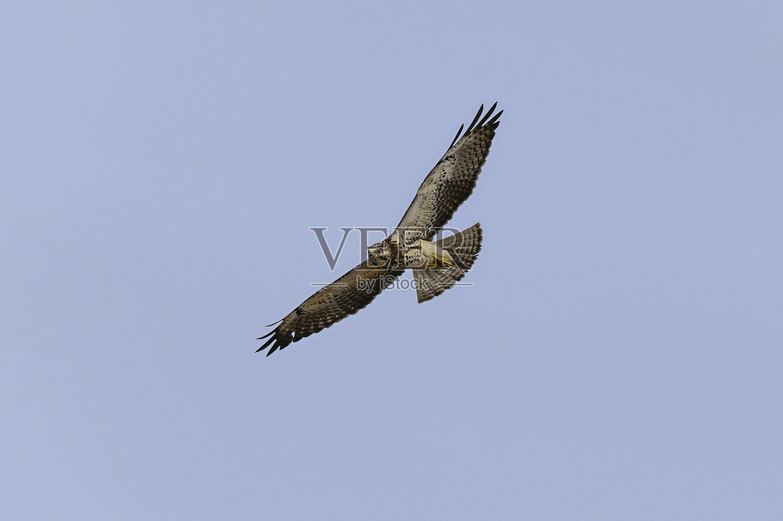 斯威恩森鹰，阿根廷巴塔哥尼亚拉潘帕省照片摄影图片