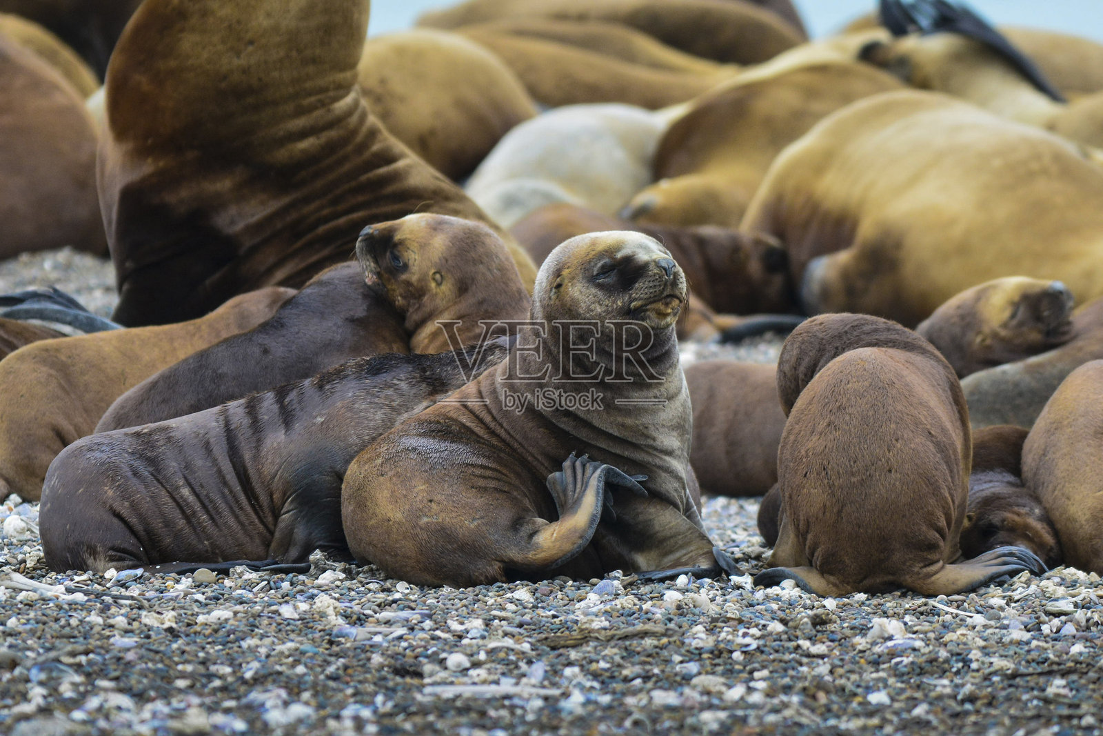 加布里埃尔·罗霍照片摄影图片