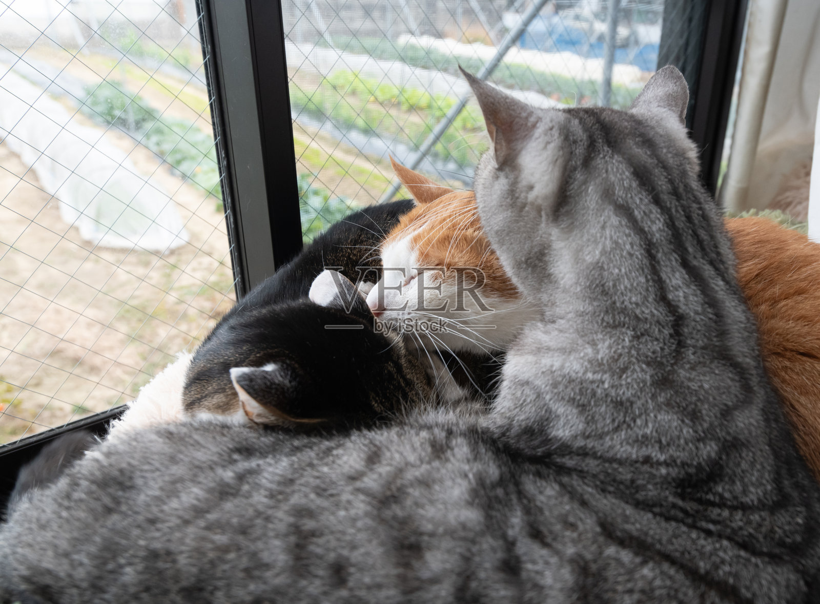 三只猫在窗边放松照片摄影图片