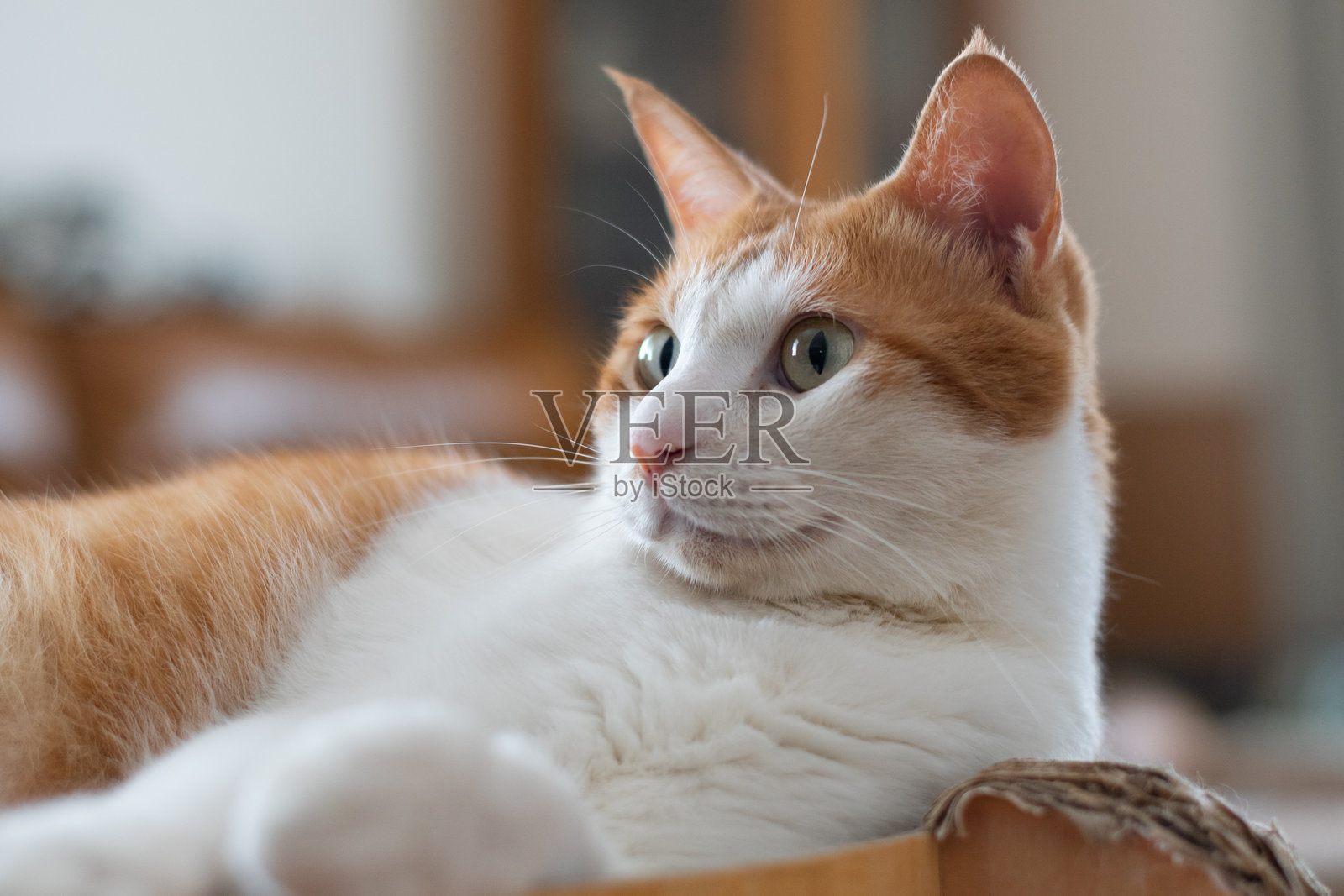 一只可爱的猫咪在它最喜欢的地方放松。照片摄影图片