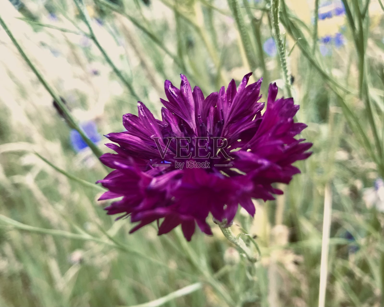 生机勃勃的紫色矢车菊，柔和的土色调，茂盛的野生绿色植物作为背景，在微风中摇曳，展现出坚韧的生命力。照片摄影图片