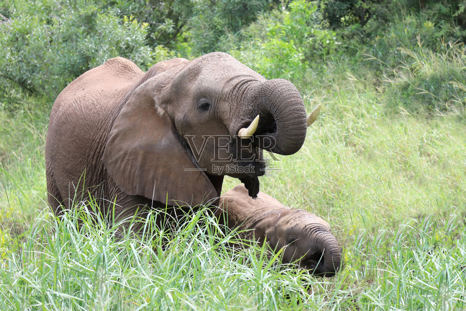 非洲象 / African elephant / Loxodonta africana照片摄影图片