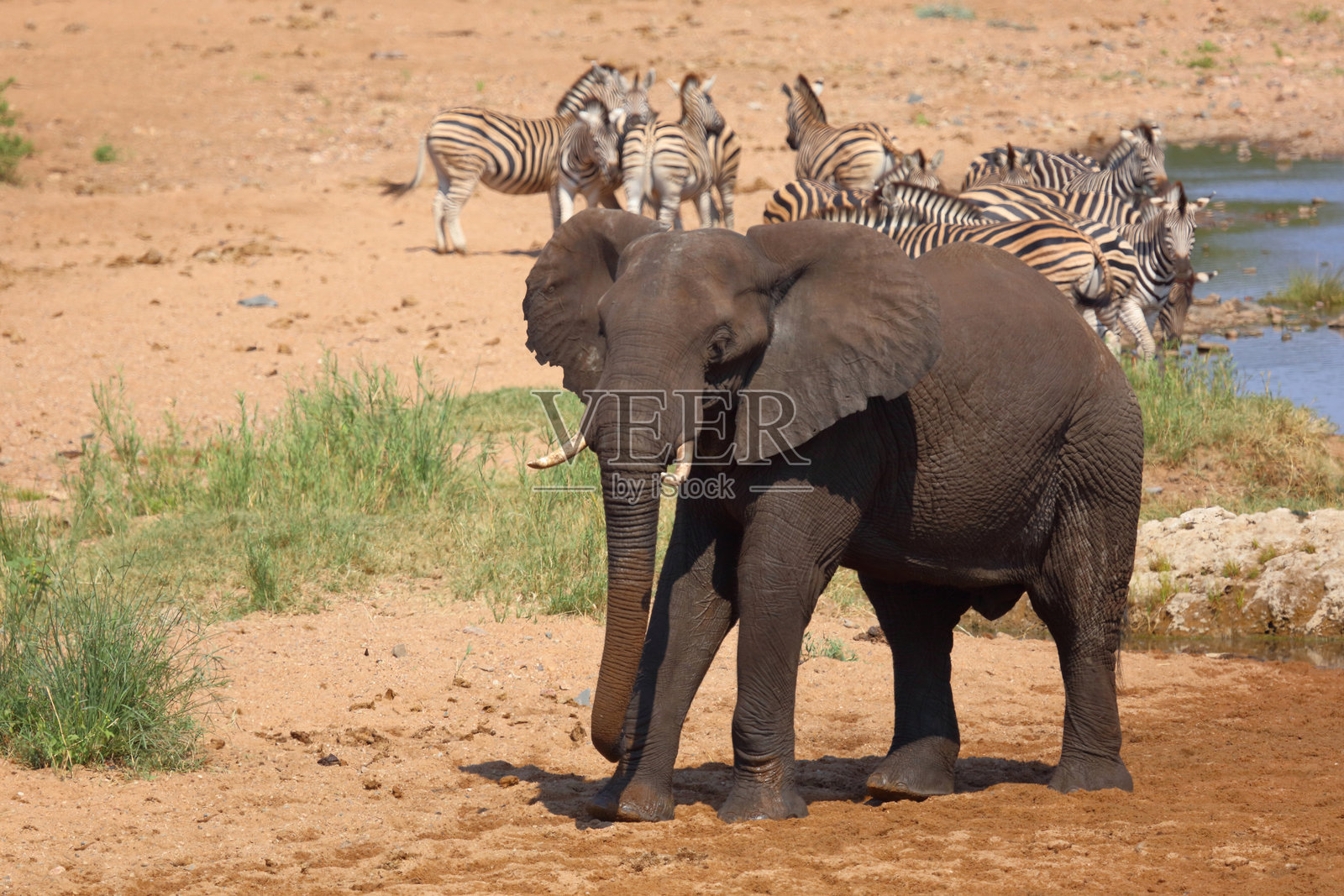 非洲象 / African elephant / Loxodonta africana照片摄影图片