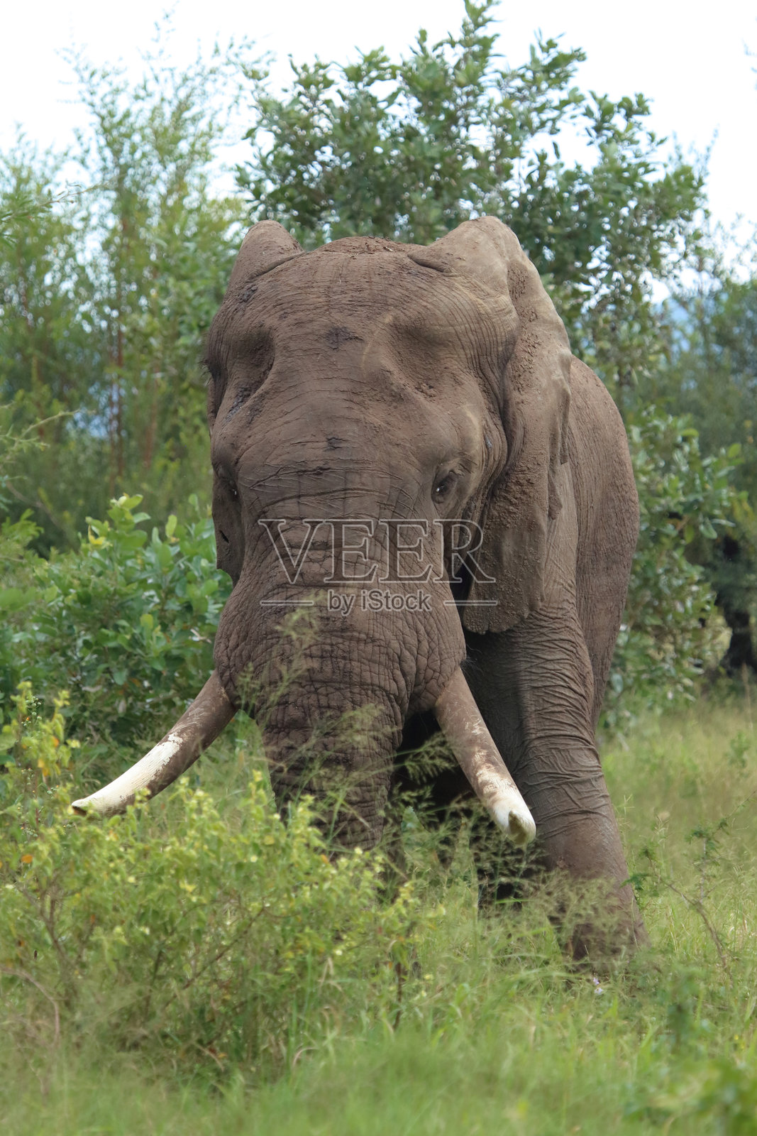 非洲象 / African elephant / Loxodonta africana照片摄影图片