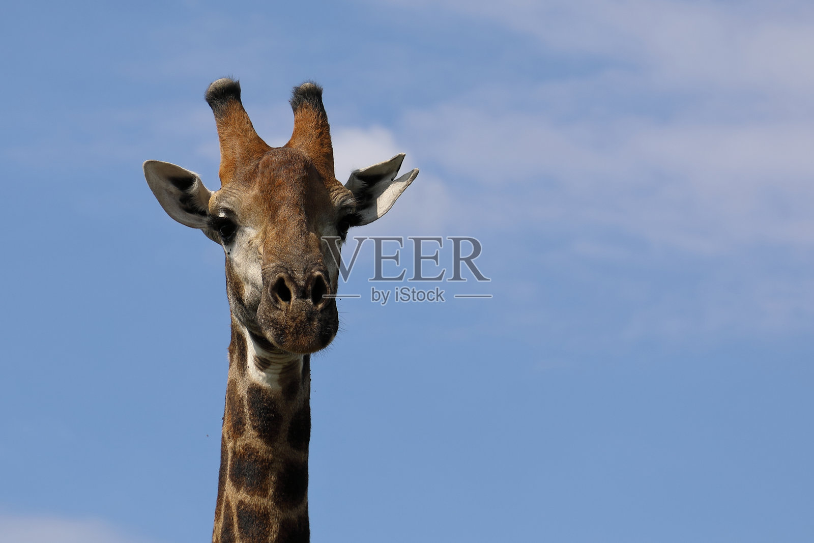 长颈鹿 / 长颈鹿 / 长颈鹿照片摄影图片