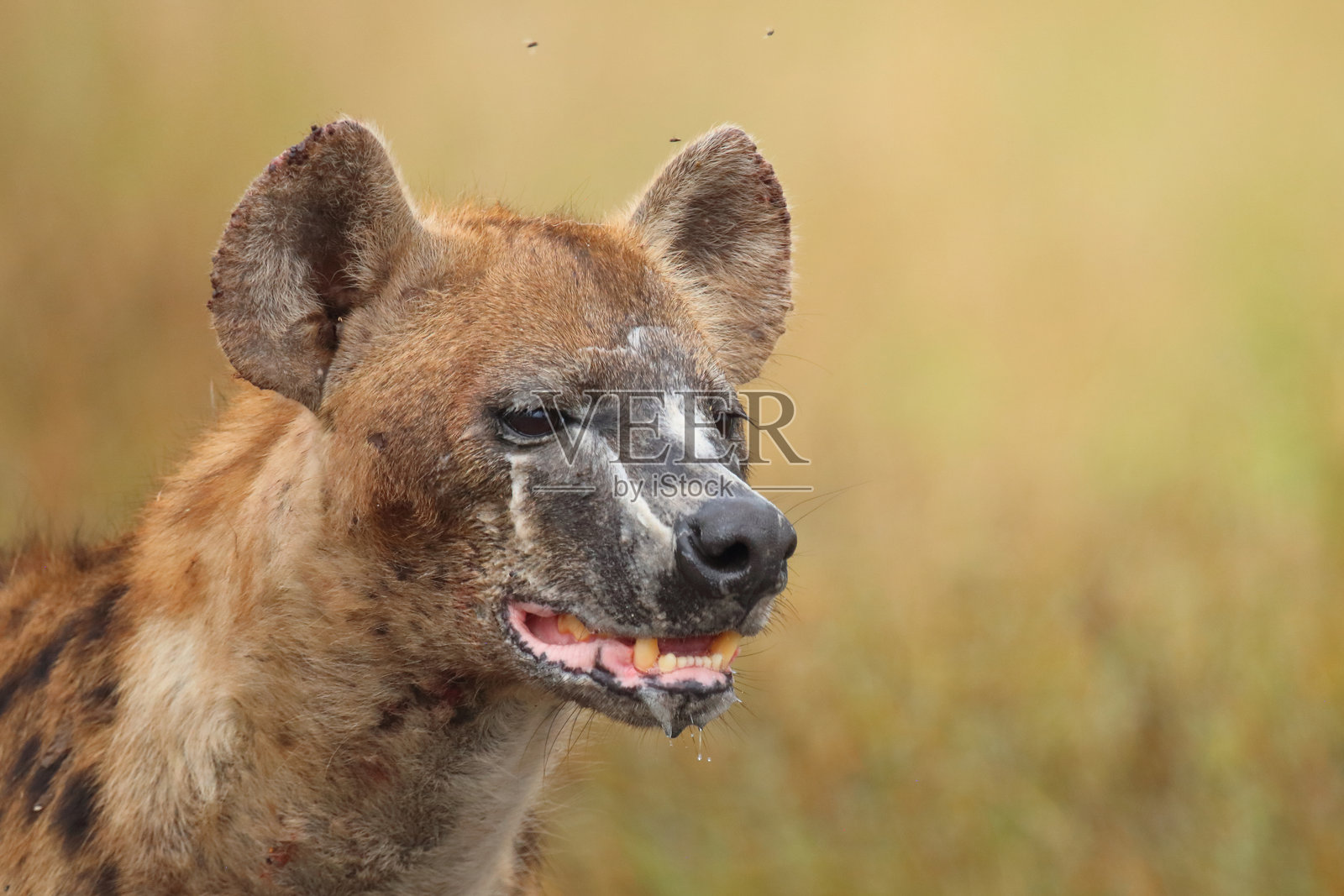 斑点土狼 / Spotted hyaena / Crocuta crocuta照片摄影图片