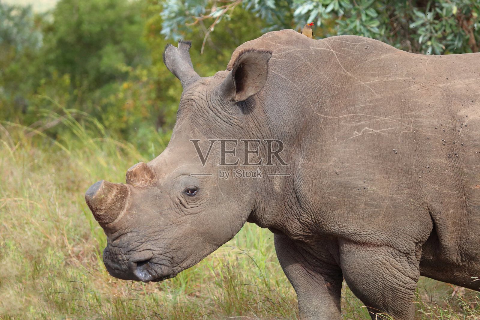方嘴犀牛 / Ceratotherium simum照片摄影图片