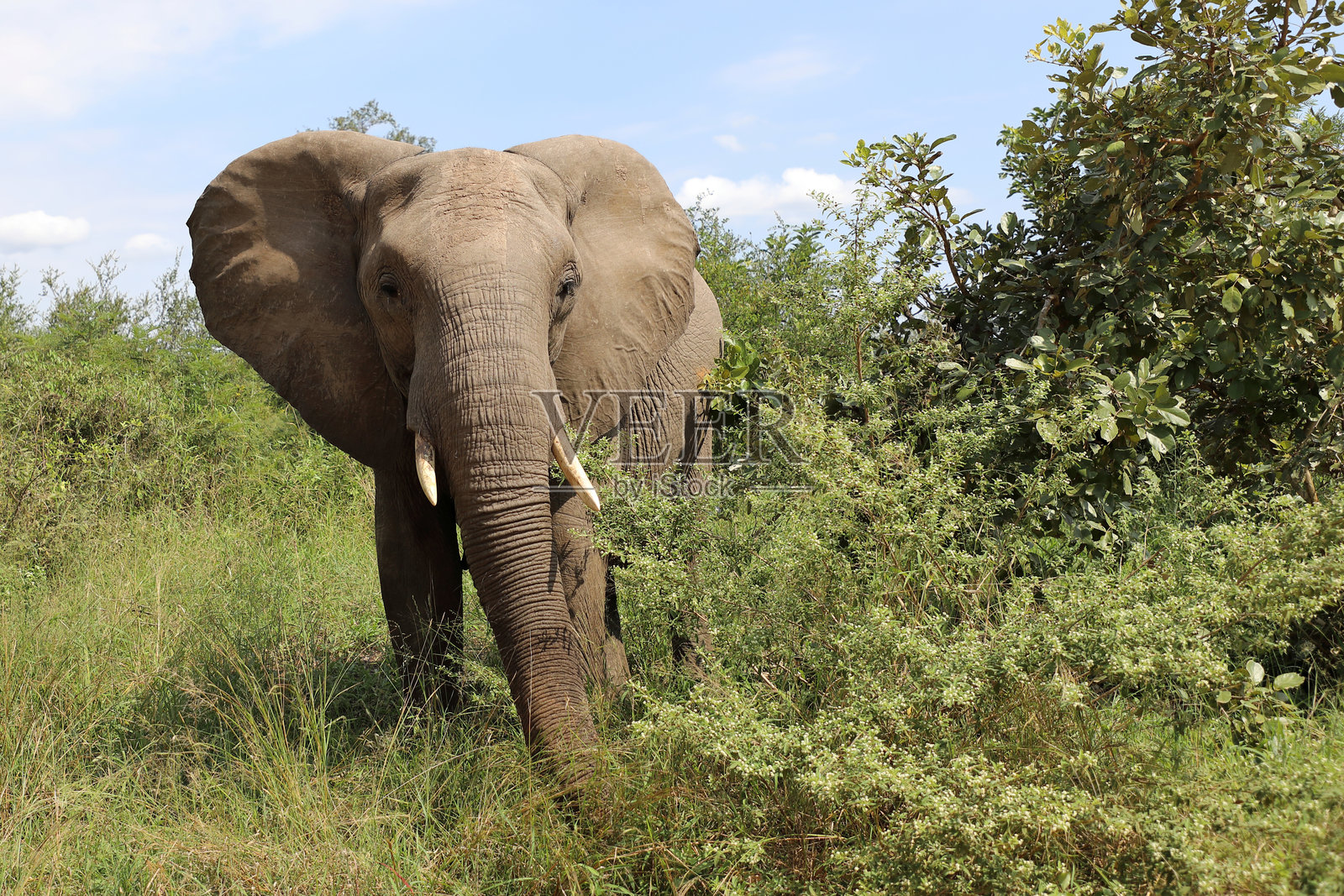 非洲象 / 非洲象 / 非洲象照片摄影图片