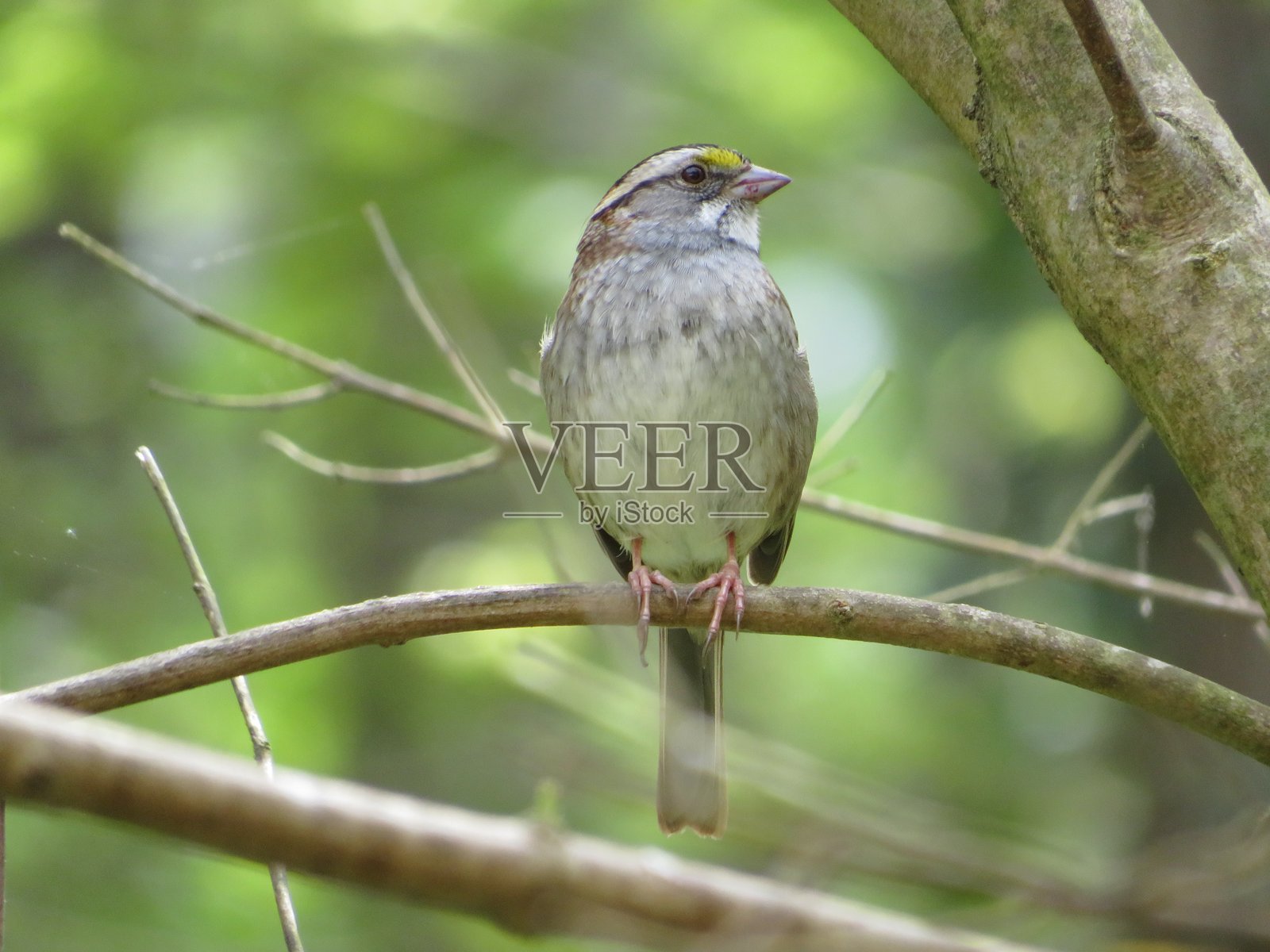 白喉雀照片摄影图片