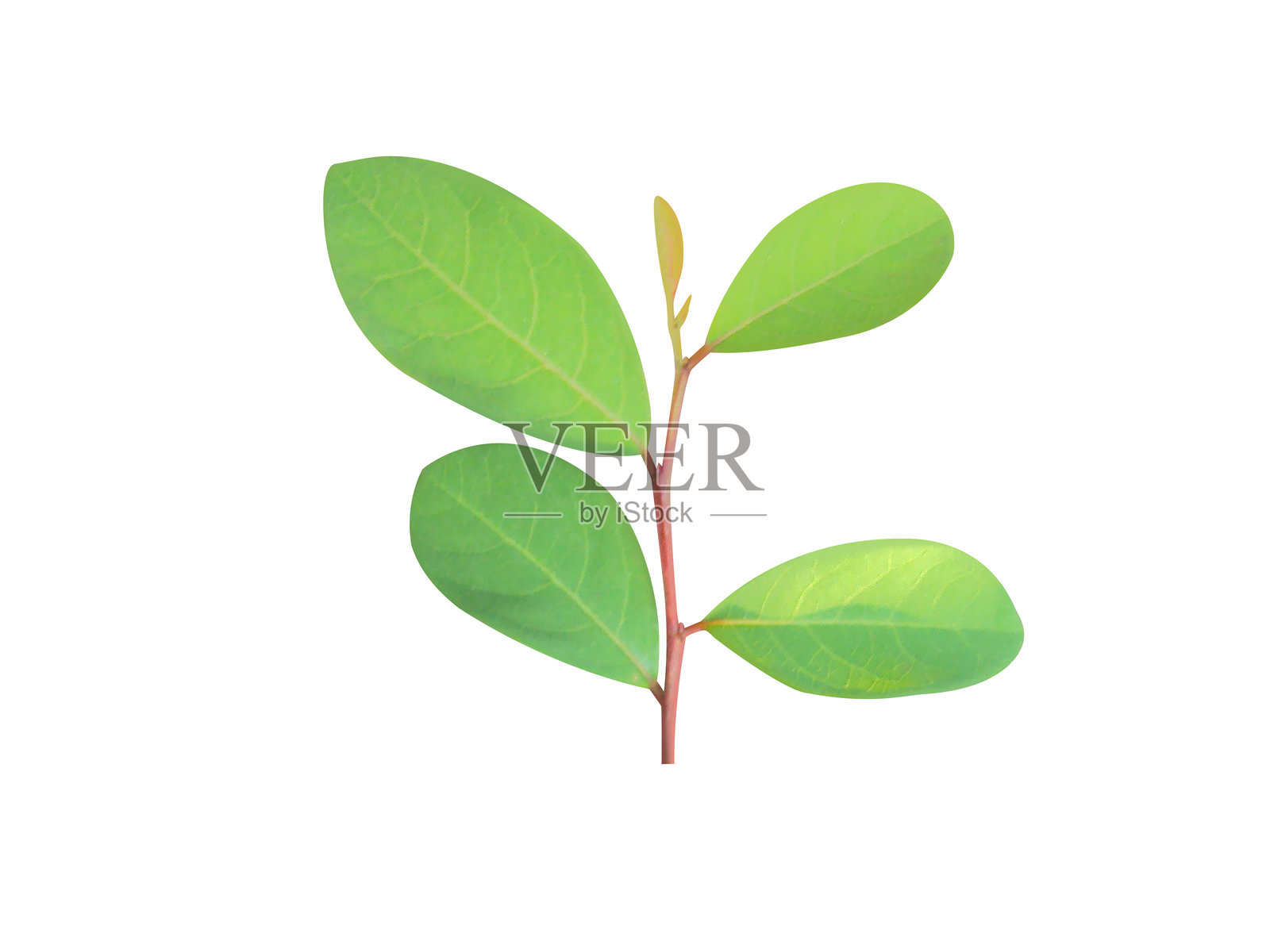 刺果飞羽树的绿色叶子照片摄影图片