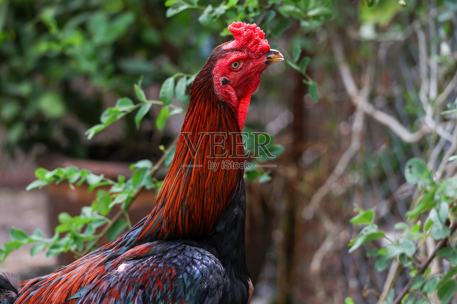 花园自然农场中的斗鸡照片摄影图片