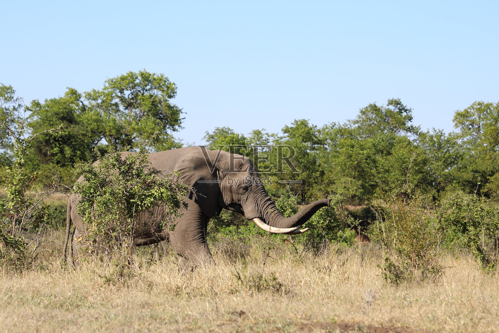 非洲象 / African elephant / Loxodonta africana照片摄影图片