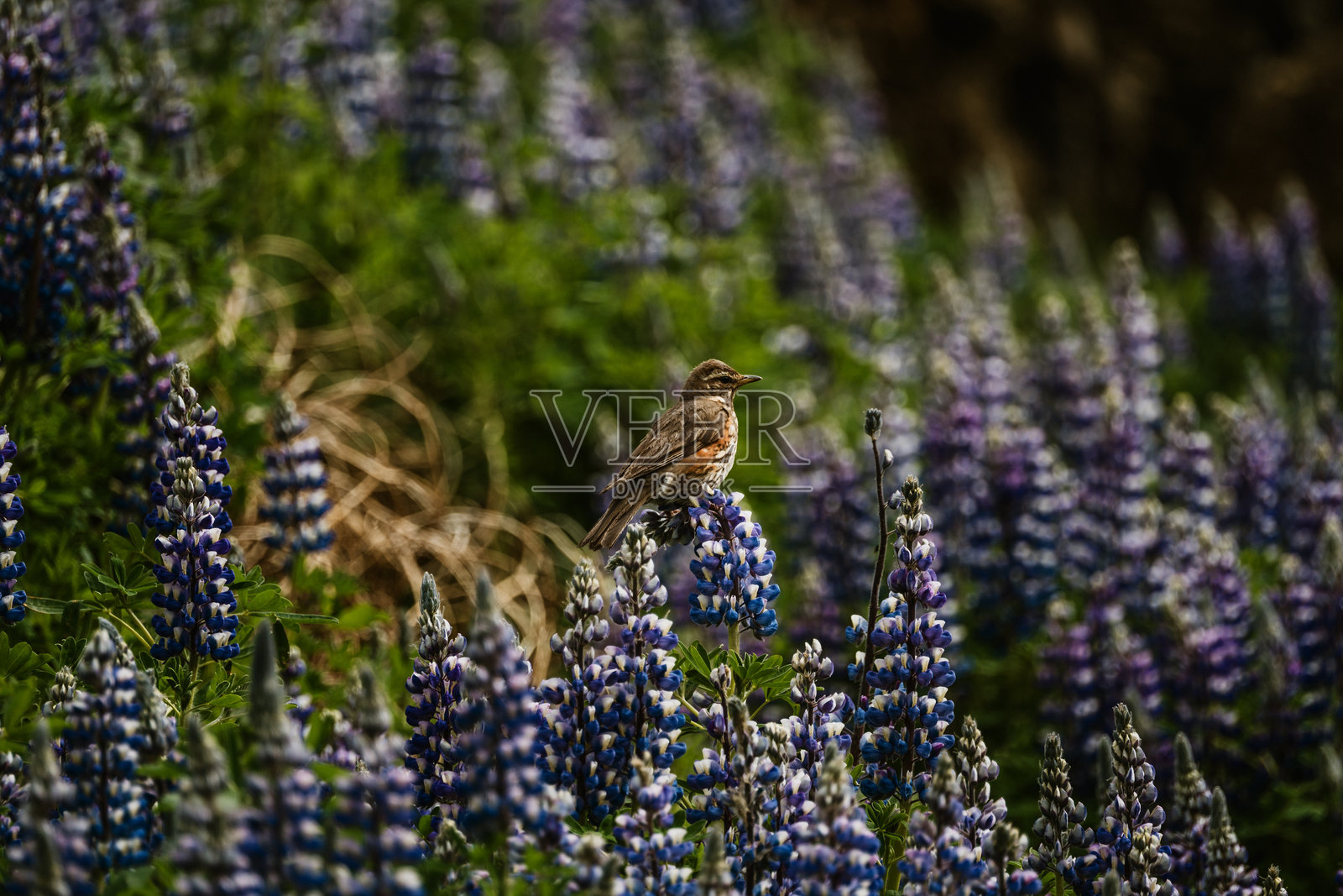 一只红翅鸟栖息在斯卡夫塔费尔南部冰岛的鲜艳紫花苜蓿上，周围环绕着郁郁葱葱的夏季 foliage。照片摄影图片