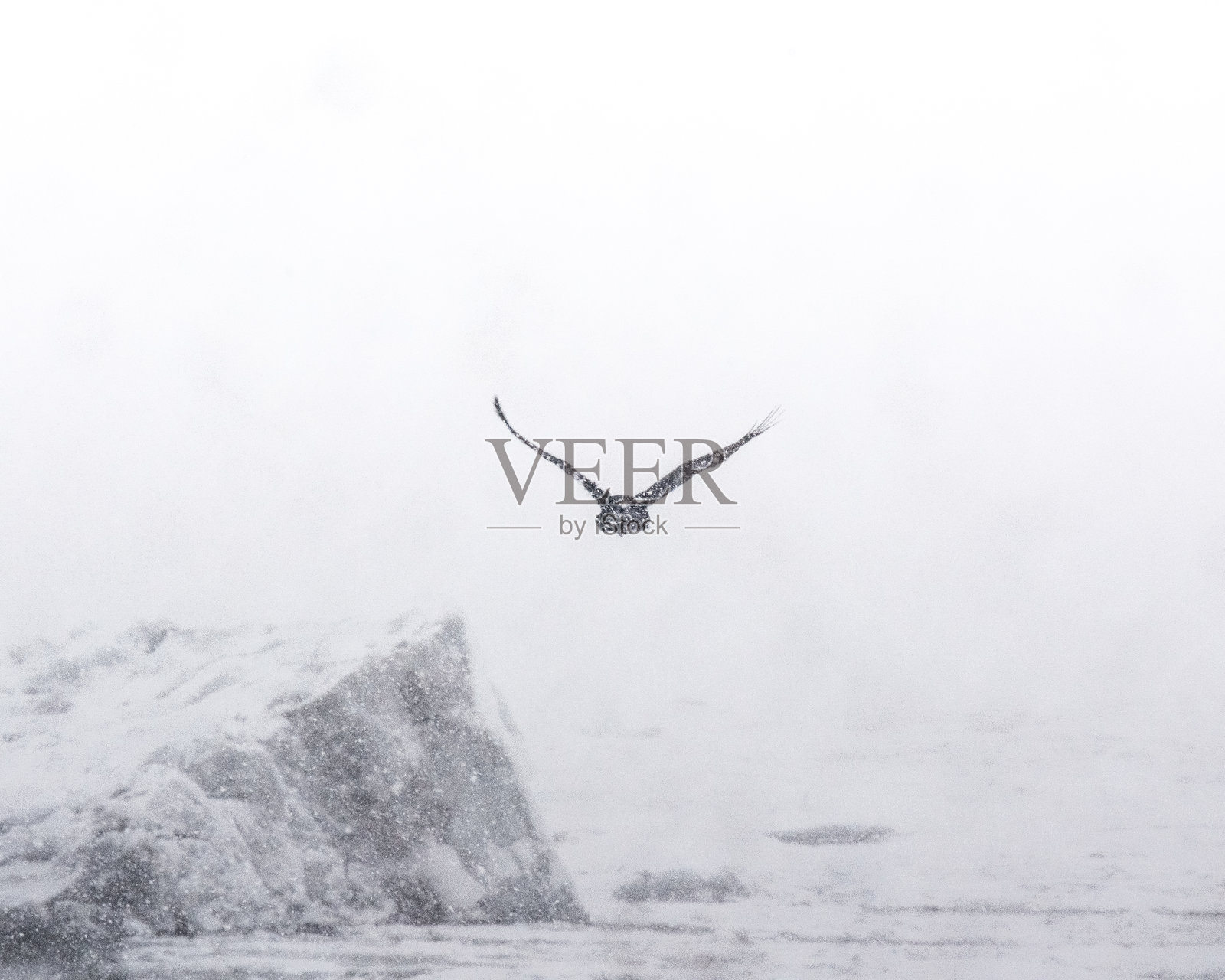 一只黑色乌鸦在冰岛南部的约库尔萨龙冰川湖上空的雪暴中翱翔，穿越冰冷的风景。照片摄影图片