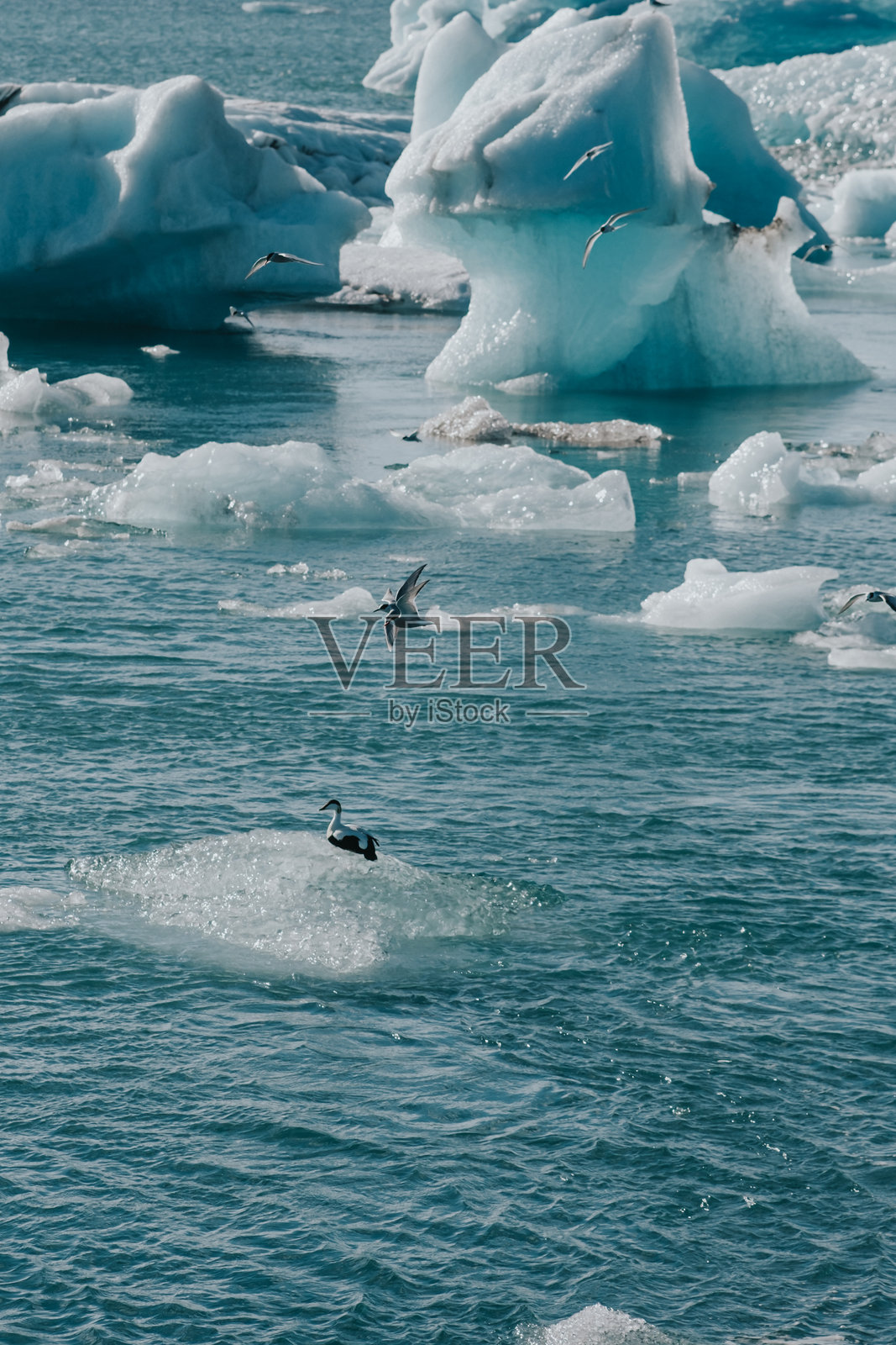 在冰岛南部的约库尔萨龙冰川泻湖，北极燕鸥在冰山上飞翔和休息。照片摄影图片