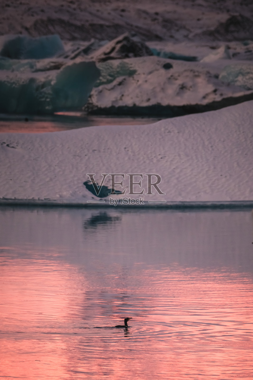 冰岛杰古沙龙粉色日出水面上游泳的鸬鹚剪影。照片摄影图片