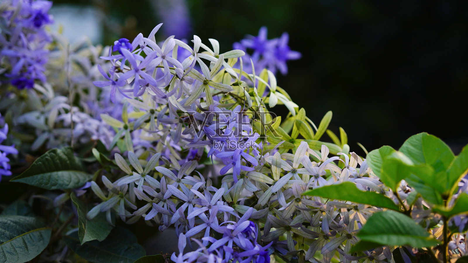 紫藤花，紫色花环背景衬托绿色叶子照片摄影图片