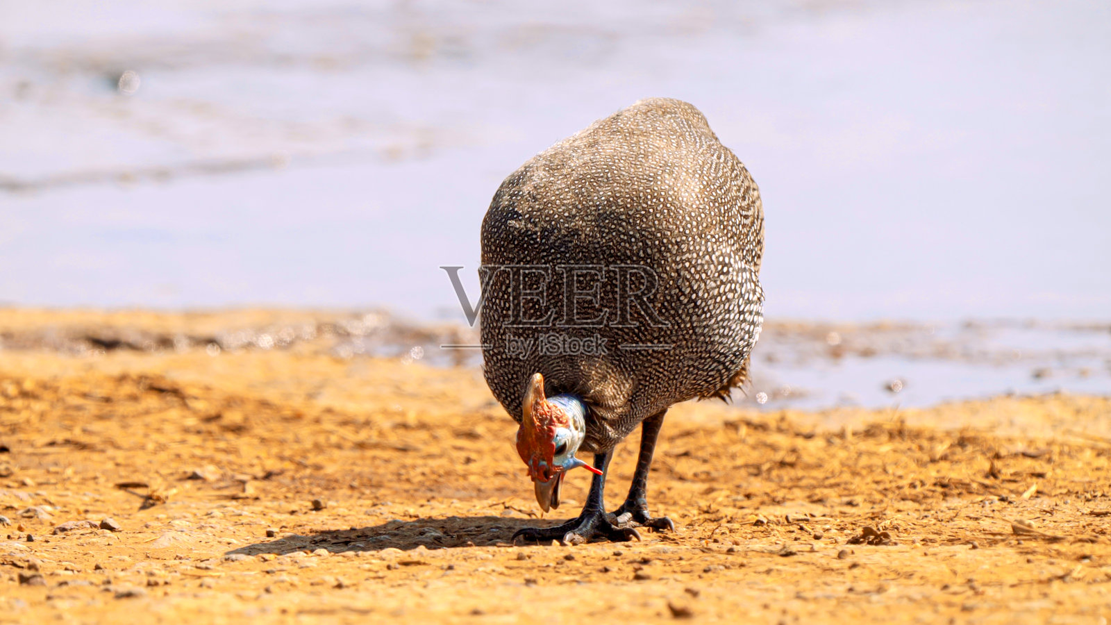 南非克鲁格国家公园的头盔珍珠鸡照片摄影图片